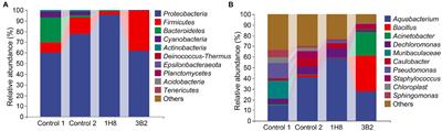 Effects of Inoculation With Acinetobacter on Fermentation of Cigar Tobacco Leaves